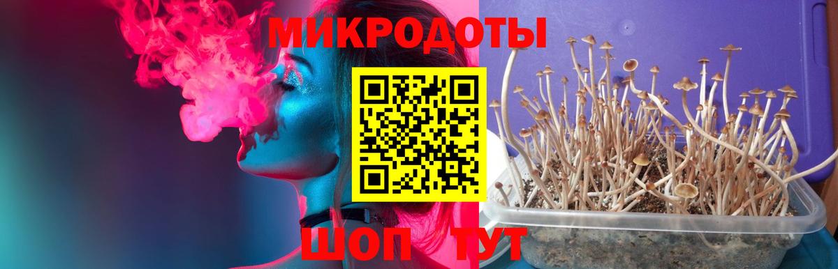 Галлюциногенные грибы Psilocybe Калининград